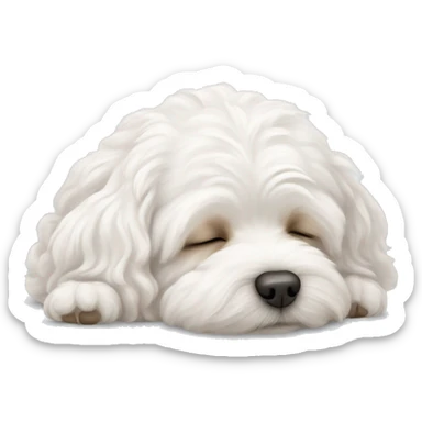 White maltipoo sleeping sticker