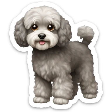 Old Dog maltipoo greying brown dark fur full body standing sticker