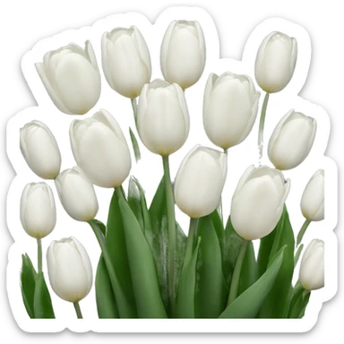 white tulips  sticker
