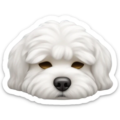 Sleep bichon maltese, the gender of the bichon maltese is a boy  sticker