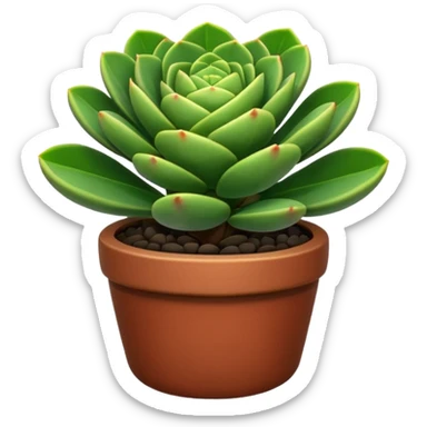 CRASSULA
 sticker