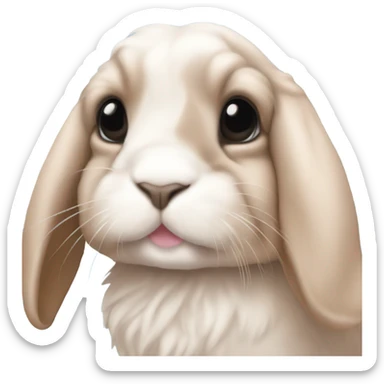 Pink Holland lop sticker