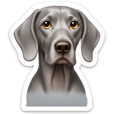 Weimaraner with a tied ribbon on her head sticker