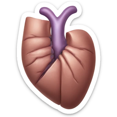 Liver anatomy  sticker