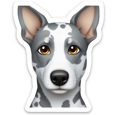 Australian cattle dog grey and white spotted with blue eyes no brown sticker