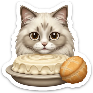 ragdoll cat eating sticker