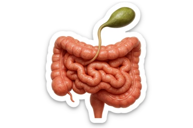 CISTIFELLEA E INTESTINO SONO COLLEGATI NEL DOLORE, SENZA SCRITTE E L'INTESTINO FALLO PERFETTO E REALISTICO, NON DISEGNATO iperrealistico 4k sticker