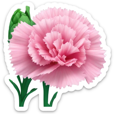 Carnations  sticker