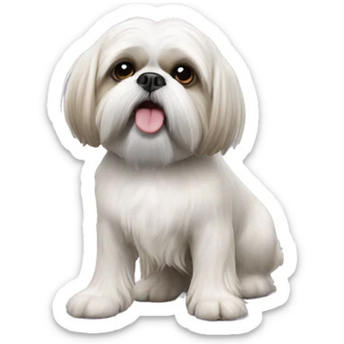 White Shih tzu cross Lhasa apso with one of front legs missing  sticker