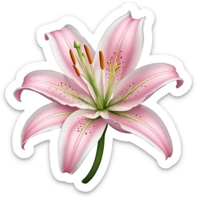 white lily flower with some pink  sticker