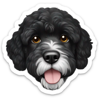 black Portuguese water dog with white chin sticker