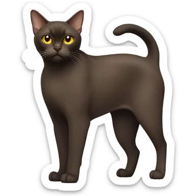 Burmese cat sticker