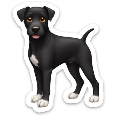 A sitting black Patterdale Terrier dog with a white patch on its chest and brown eyes. sticker