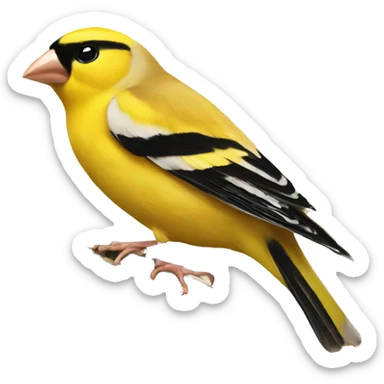 Gold finch on book sticker