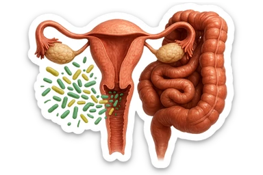 UTERO UMANO E INTESTINO ANATOMICI REALISTICO CON BATTERI CHE ESCONO DALL'INTERNO, IPERREALISTICO 4K sticker