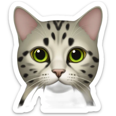 Scottish shorthair cat black spot on gold with green eyes sticker