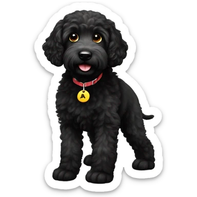Little black labradoodle with a Hugo tag sticker
