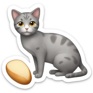 Grey Cat, Brazilian short hair cat, making bread sticker