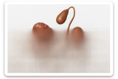 CISTIFELLEA E INTESTINO SONO COLLEGATI NEL DOLORE, SENZA SCRITTE E L'INTESTINO FALLO PERFETTO E REALISTICO, NON DISEGNATO iperrealistico 4k sticker