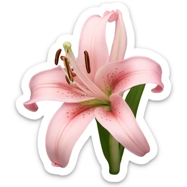 light pink lilium sticker