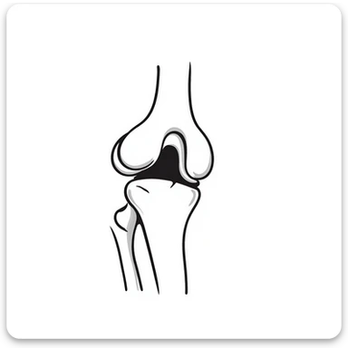anatomical drawing of knee bones, patella and joint bones, medical illustration of knee skeleton sticker