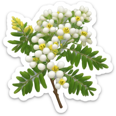Flowering acacia sticker