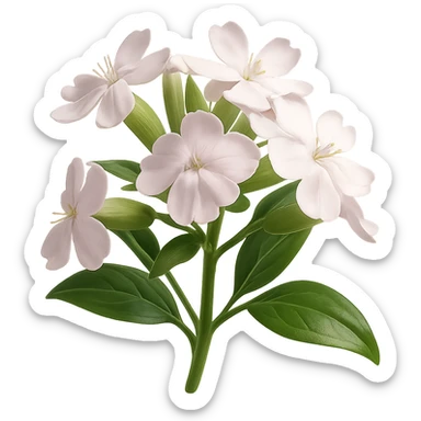 Create a 3D iOS-style realistic soapwort (Saponaria) flower with delicate pale pink petals, green stem and leaves, soft lighting, and a glossy effect. The image should have no background. Render in the style of GPT Image to capture realistic and detailed features. sticker