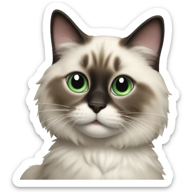 Ragdoll cat drinking soda and the middle of his face should have black sticker