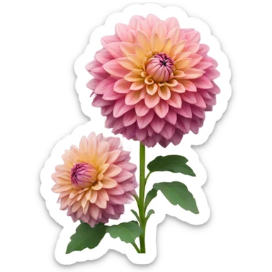 Dahlia flower sticker