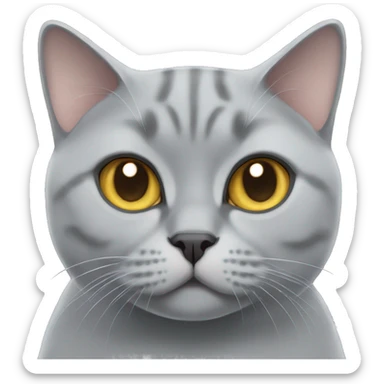 Grey British shorthair cat  sticker
