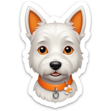 Boy Westie with an orange collar and bone shaped name tag sticker