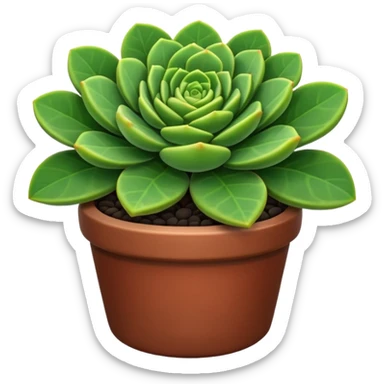 CRASSULA
 sticker