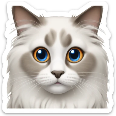 Ragdoll cat with blue eyes and orange ears and face sticker