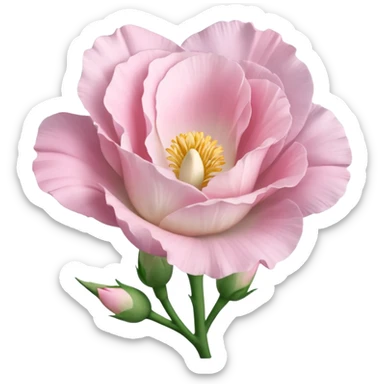 aBeautiful light pink flower Eustoma sticker