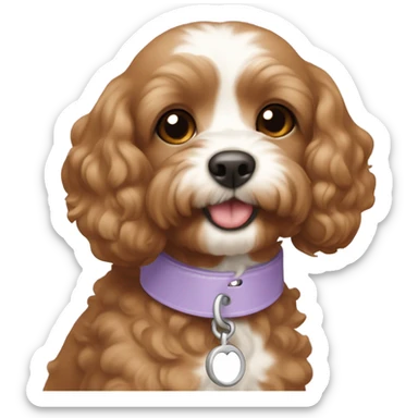 light brown cavapoo with white patch on chest wearing a lilac collar sticker