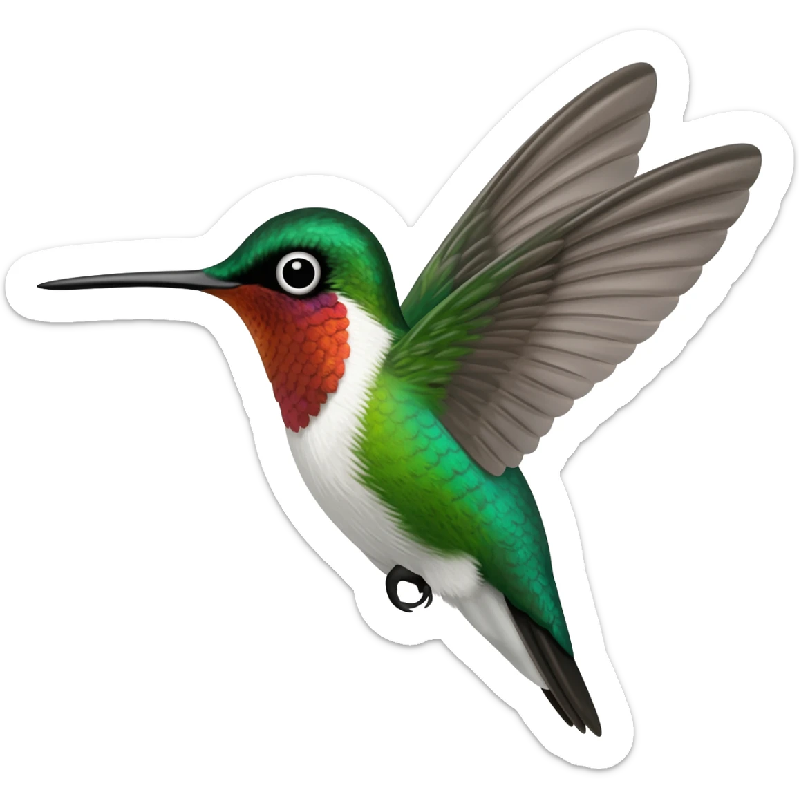 colibri ambato sticker