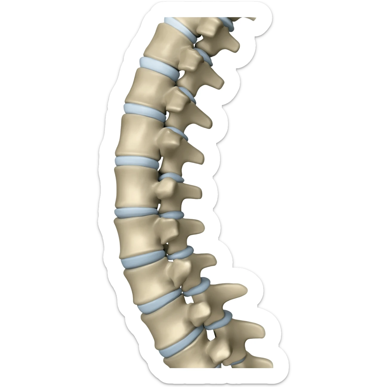 columna vertebral sticker