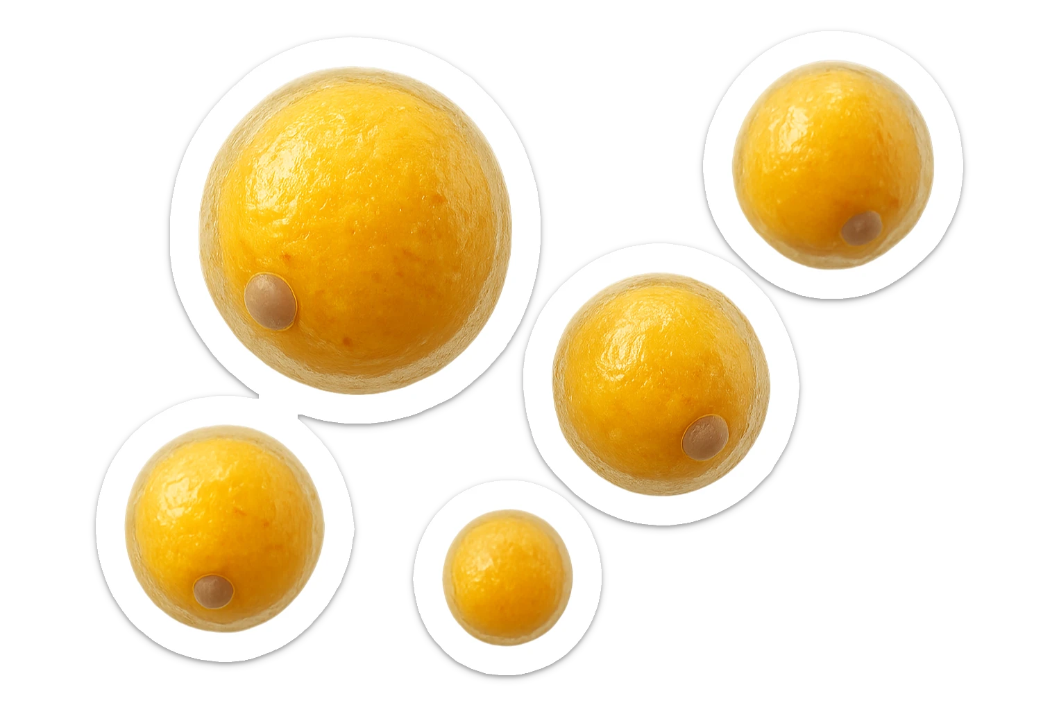 CINQUE CELLULE DI GRASSO GIALLE ANATOMICHE REALISTICHE FLUTTUANO IN ARIA, iperrealistico 4k, ISOLATA SU SFONDO BIANCO sticker