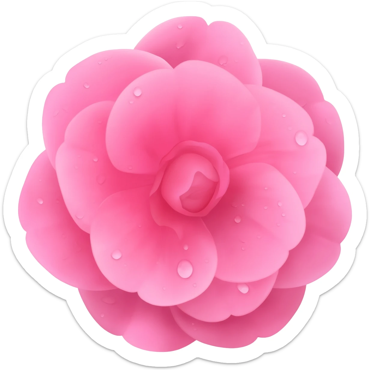 pink camellia flower sticker