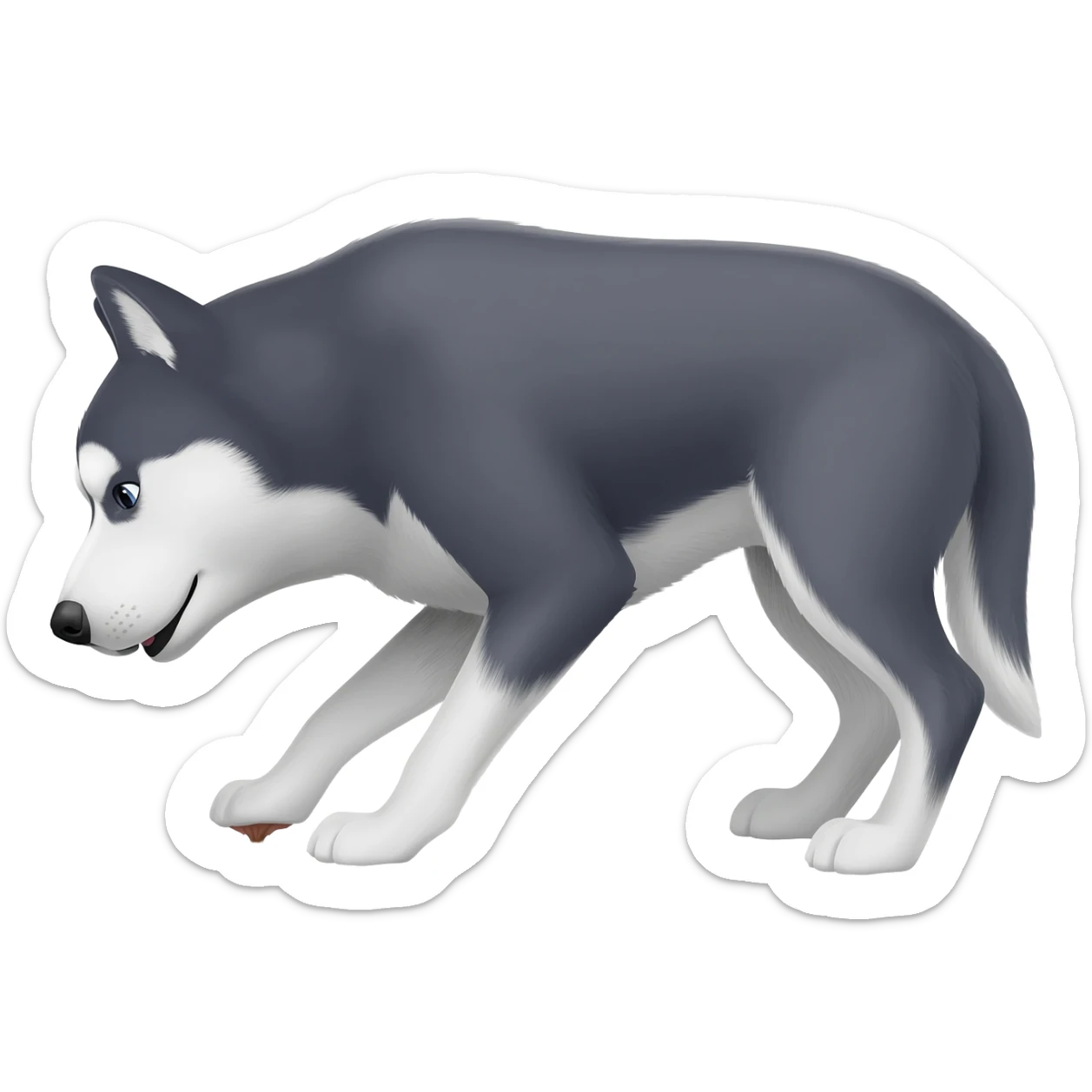 pes husky v pozici kdy kaká hovínka ze zadku sticker