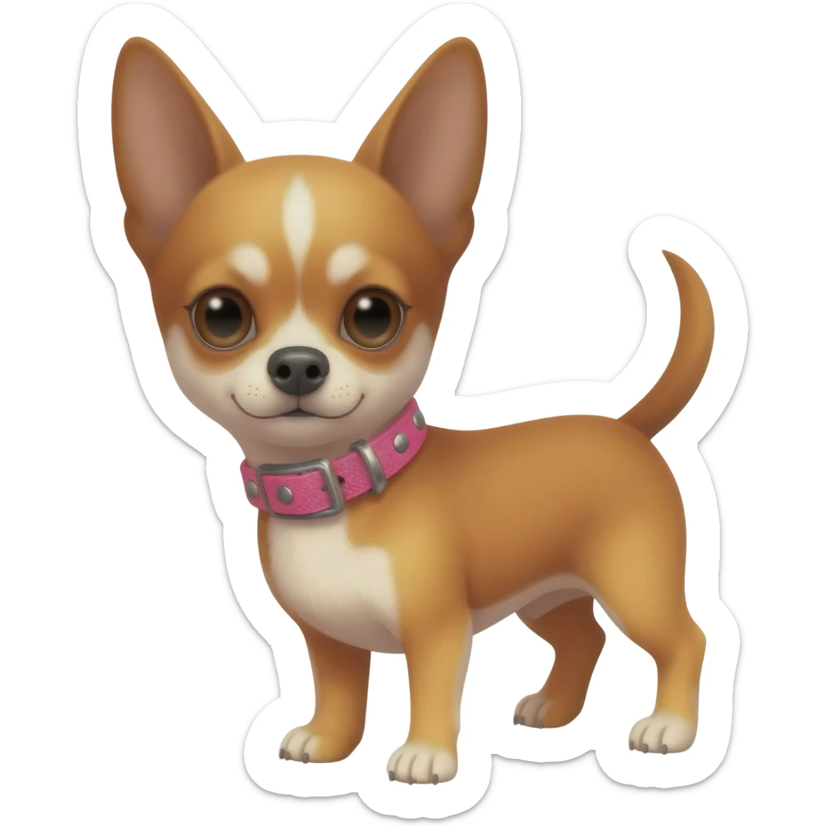 Little cute brown and tan applehead chihuahua witqh a pink motorcycle collar sticker