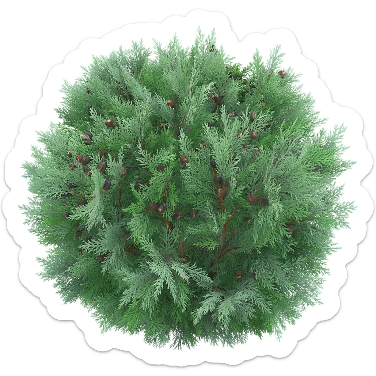 juniperus itoigawa sticker