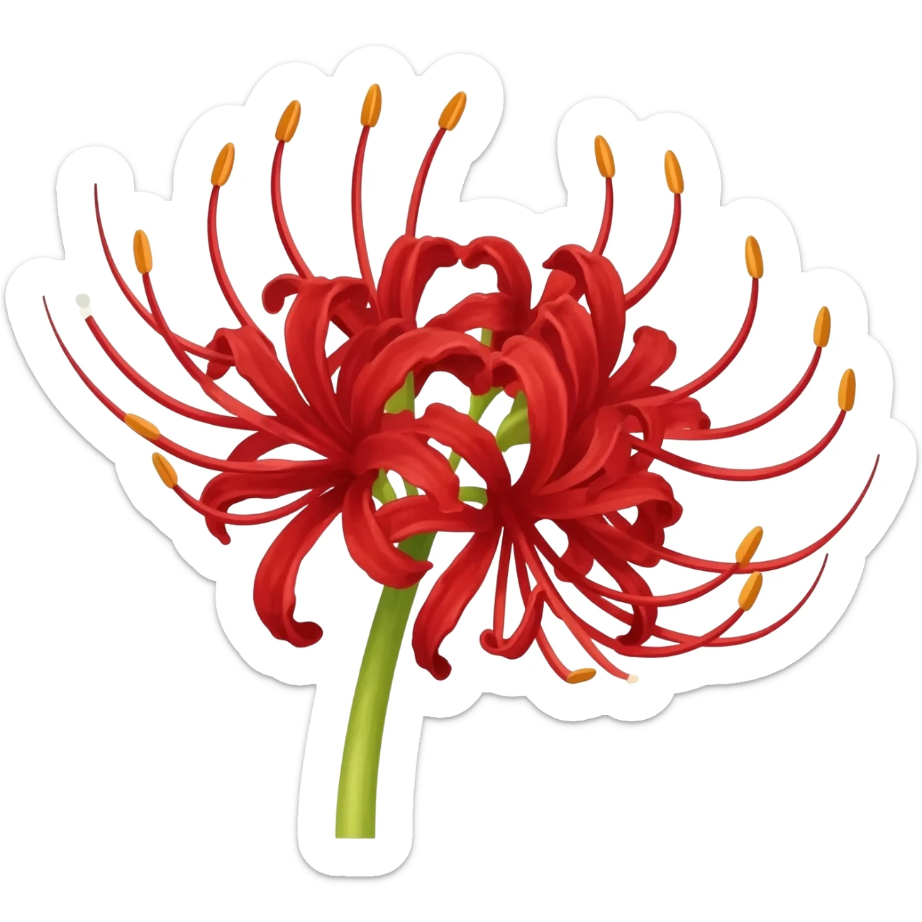 Red spider Lilly sticker