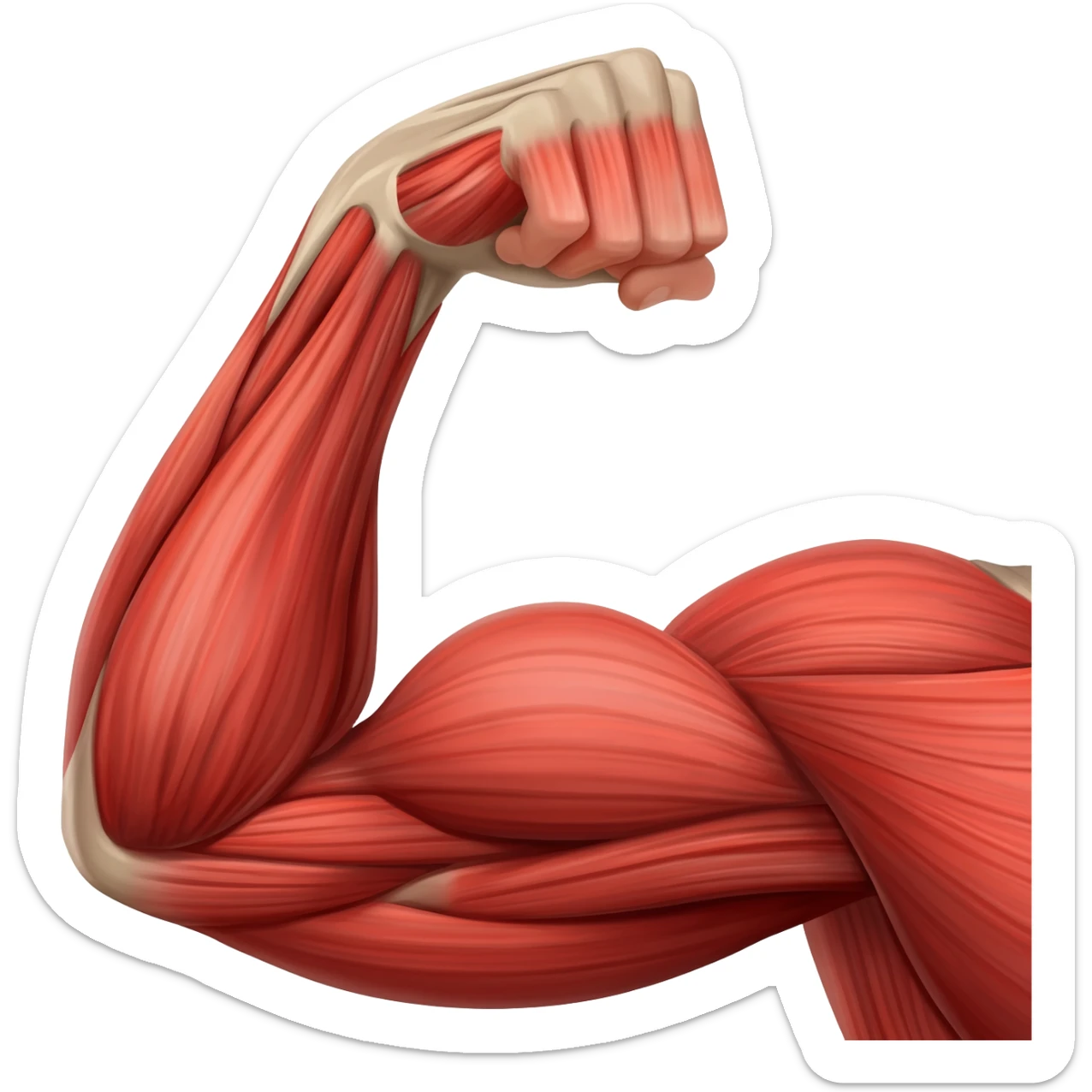 muscle sticker