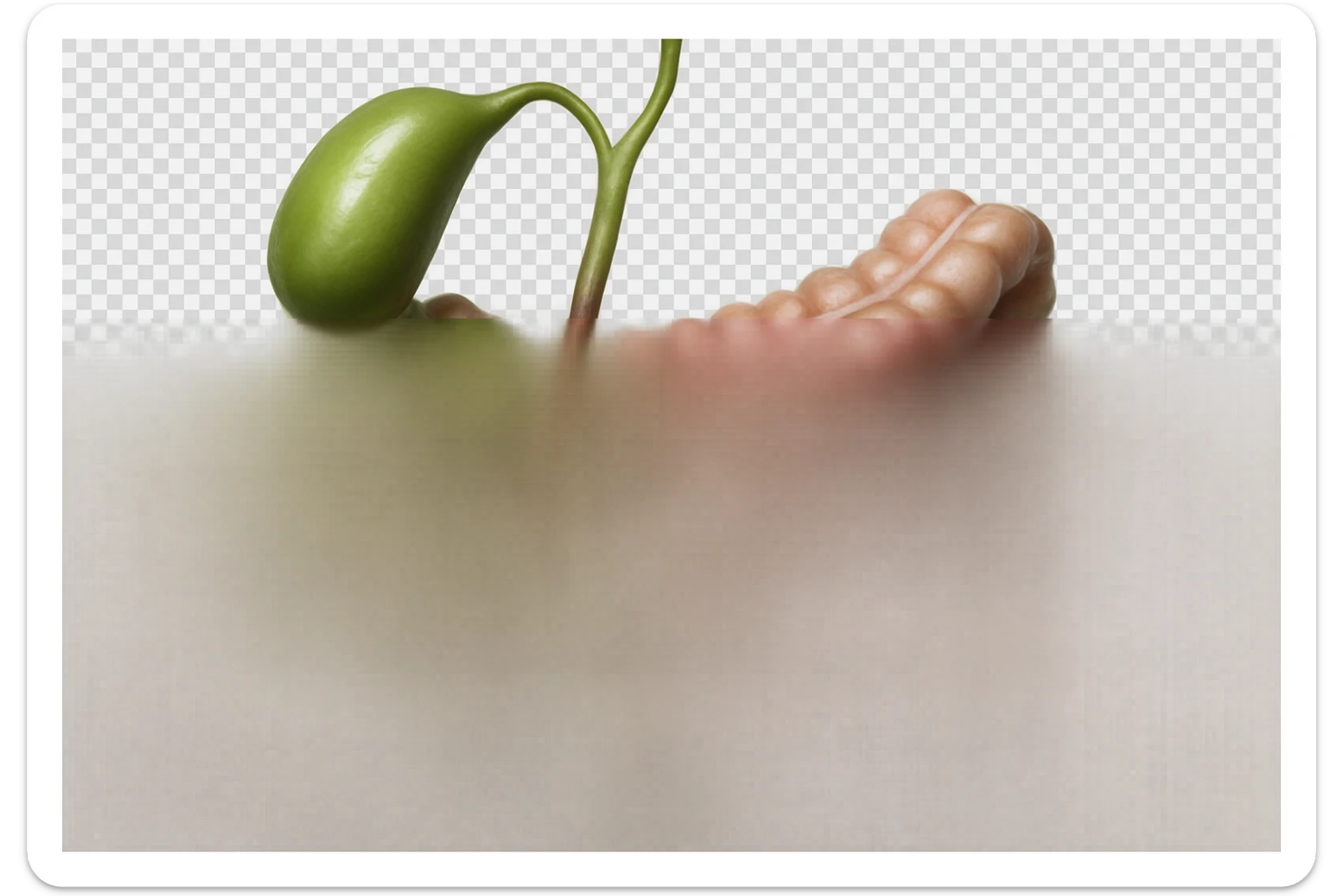 CISTIFELLEA E INTESTINO SONO COLLEGATI NEL DOLORE, SENZA SCRITTE E L'INTESTINO FALLO PERFETTO E REALISTICO, NON DISEGNATO iperrealistico 4k sticker