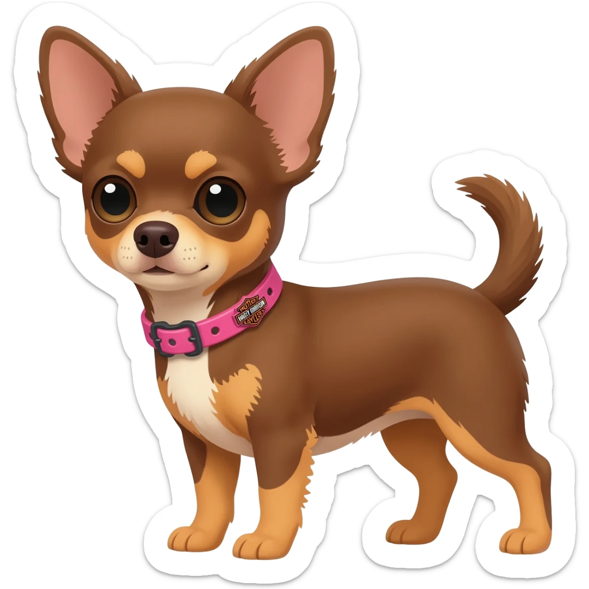 Little cute brown and tan applehead chihuahua with a pink Harley Davidson collar sticker