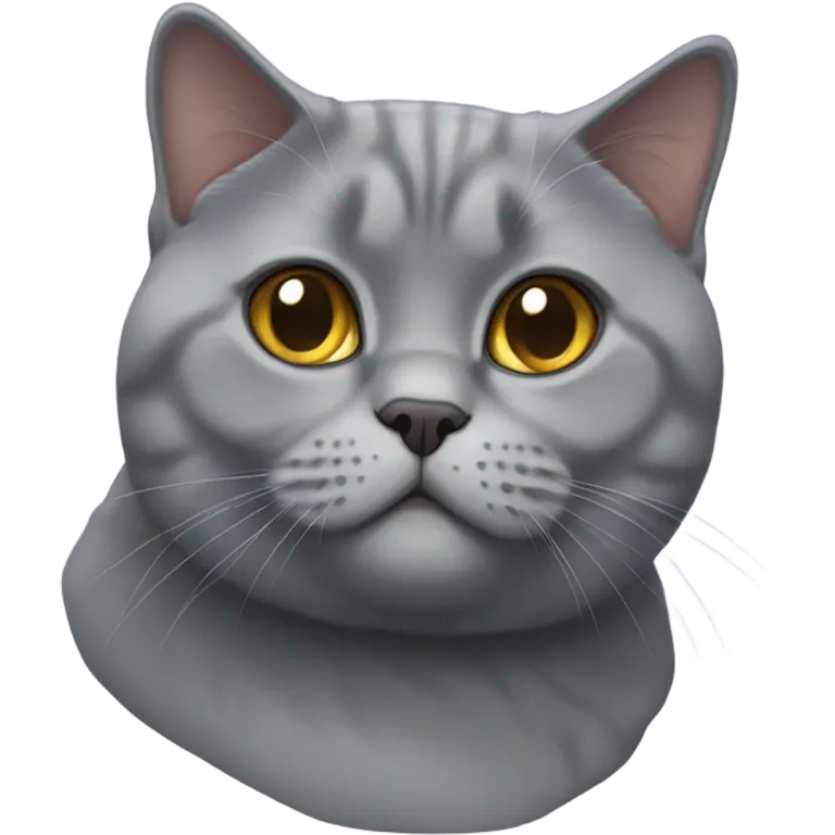 british shorthair cat emoji