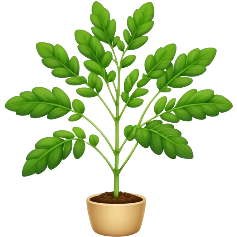 Fenugreek plant  emoji