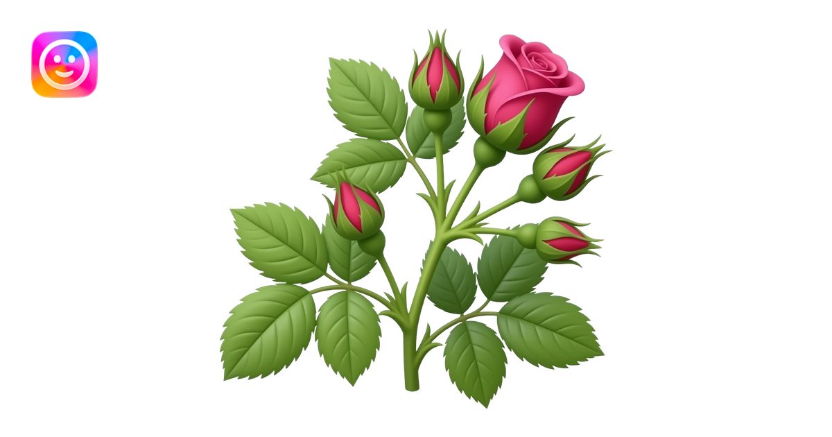 Small garden furled rose branch with closed round buds, vibrant magenta ...