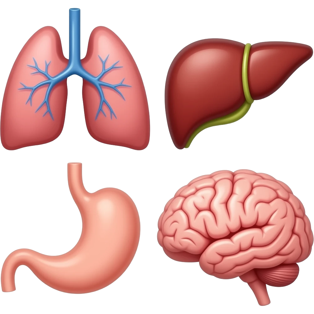 órganos del cuerpo humano (corazon, pulomones, higado, estomago, cerebro...) emoji